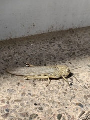 Anacridium aegyptium