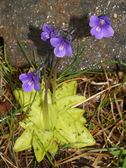 Pinguicula balcanica