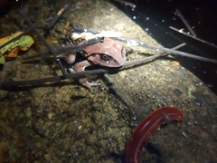 Sphaerotheca dobsonii