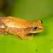 Golden Dwarf Reed Frog - Photo (c) Tyrone Ping, some rights reserved (CC BY-NC), uploaded by Tyrone Ping