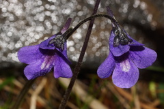 Pinguicula balcanica