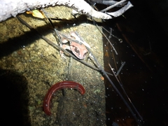 Sphaerotheca dobsonii