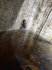 Minervarya gomantaki