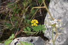 Securigera securidaca