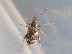 Oedecnemidius varius