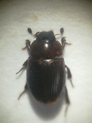 Cercyon littoralis