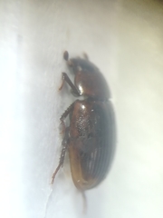 Cercyon littoralis