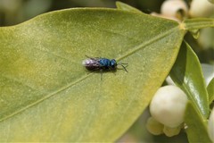 Chrysura trimaculata
