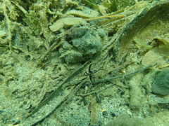 Pareques acuminatus