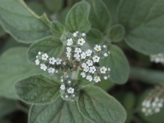 Heliotropium lasiocarpum
