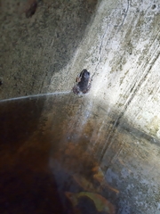 Minervarya gomantaki