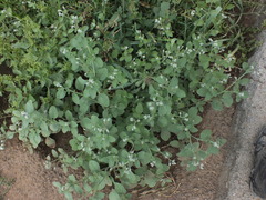 Heliotropium lasiocarpum