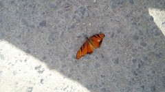 Dione juno miraculosa