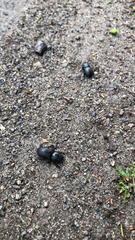 Dorcus parallelipipedus