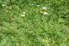 Mutellina purpurea