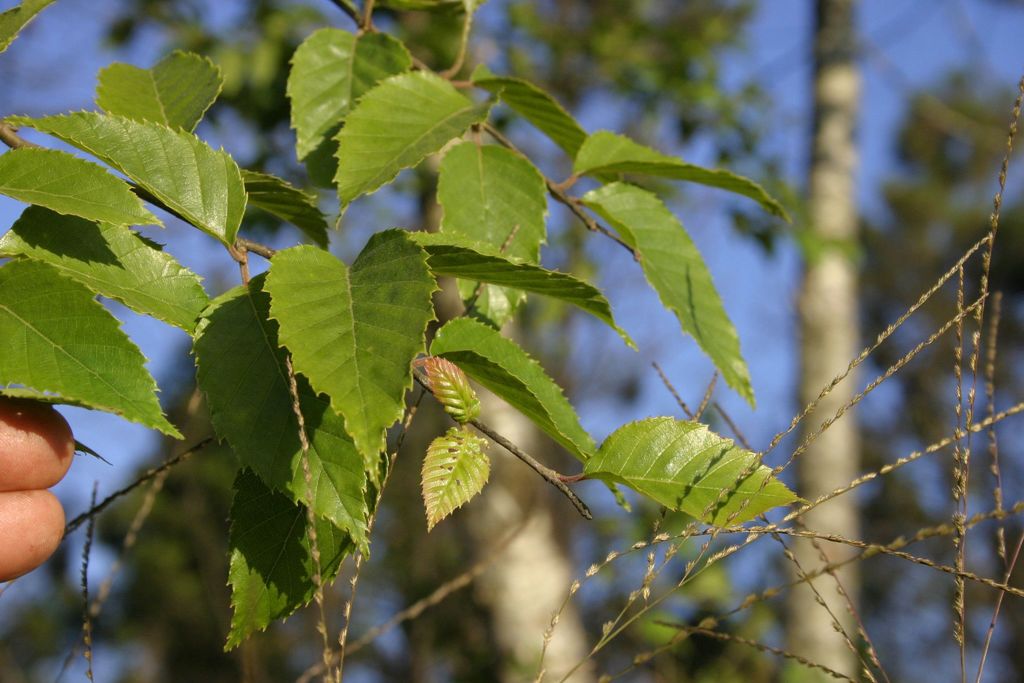 Himalayan birch