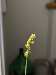 Carex gravida