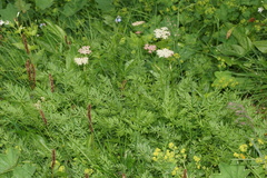 Mutellina purpurea