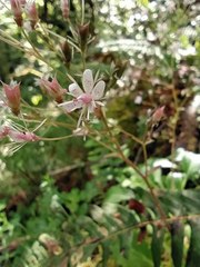 Saxifraga spathularis