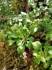 Saxifraga spathularis