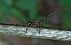 Dolichoderus attelaboides