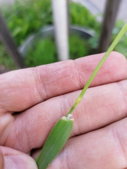 Phalaris canariensis