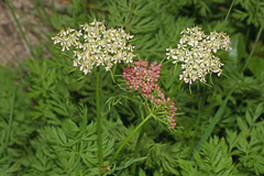 Mutellina purpurea