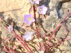 Campanula lyrata