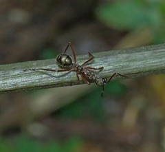 Dolichoderus attelaboides