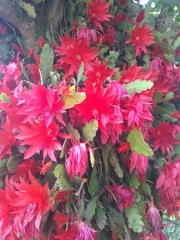 Disocactus ackermannii