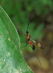 Hiranetis