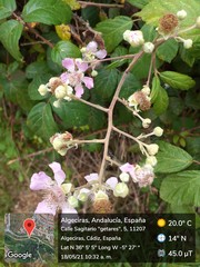 Rubus ulmifolius