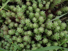 Sedum pallidum