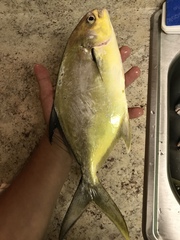 Trachinotus carolinus