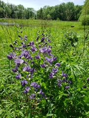 Baptisia australis
