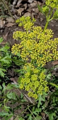 Polytaenia nuttallii