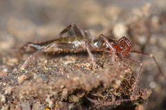 Hubbardia pentapeltis