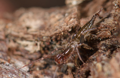 Hubbardia pentapeltis