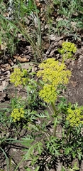 Polytaenia nuttallii