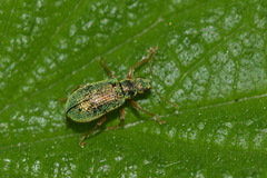 Polydrusus pterygomalis