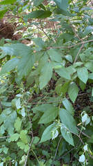 Calycanthus occidentalis
