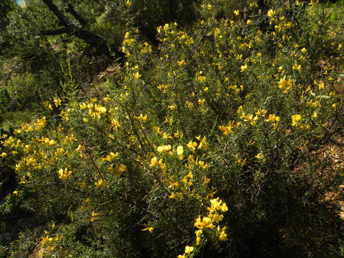 Genista ifniensis image