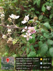Rubus ulmifolius