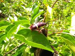 Trachyderes succinctus