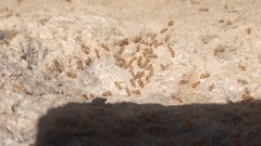 Lasius sitiens