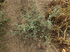 Heliotropium lasiocarpum