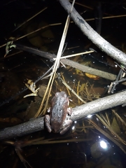 Sphaerotheca dobsonii