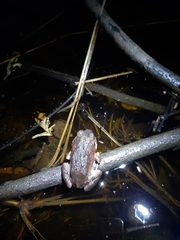 Sphaerotheca dobsonii