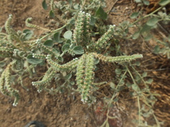 Heliotropium lasiocarpum