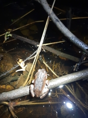 Sphaerotheca dobsonii